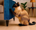Arranhador de Gato com Carpete Autoadesivo