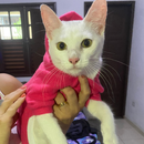 Roupinha Pet Macacão Soft com Capuz para Gatos Inverno Frio - Roupa Quente pra Macho e Fêmea